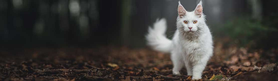 Katze - Allgemeine Gesundheit & Vitalität